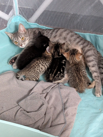 4 stunning kittens need new homes