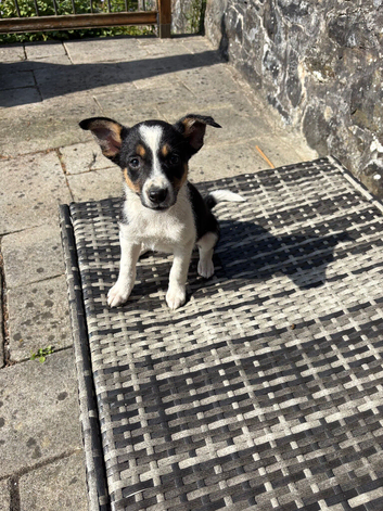 Lovely Border Collie x Kelpie puppies