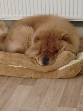 chow chow  stud only