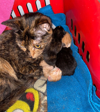 Rare ginger female kitten