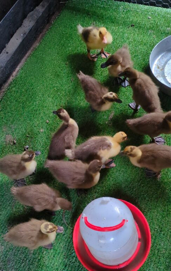 Khaki campbell cross ducklings