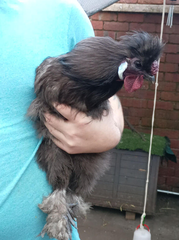 Silkie
