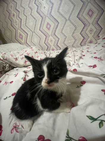 Kittens