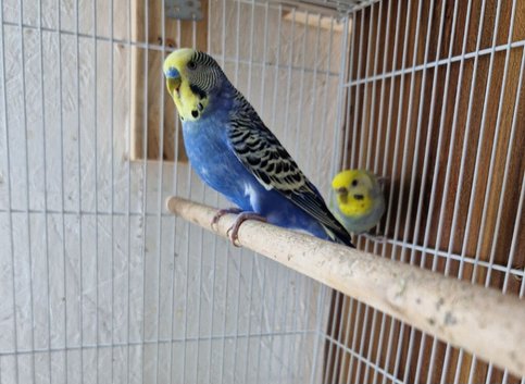 Rainbow budgies for sale