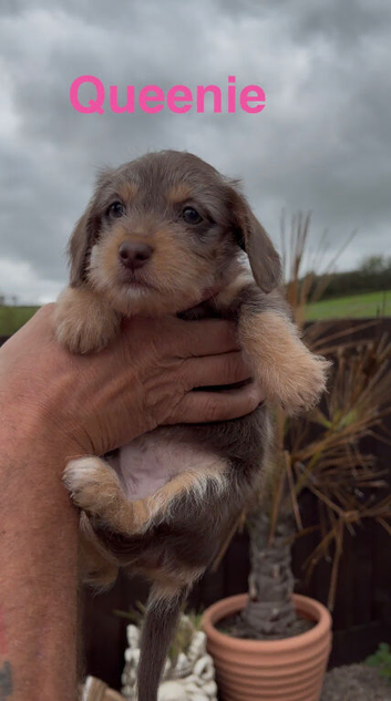 Chichi X miniature Wirehaired Dachshund puppies DNA health checked stud