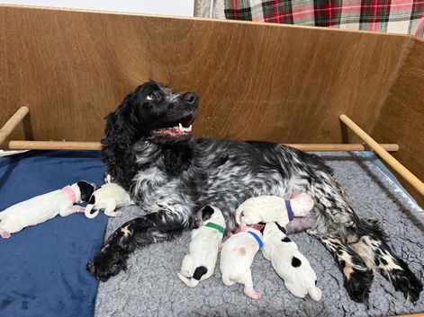 Health tested KC Show Cocker Spaniel