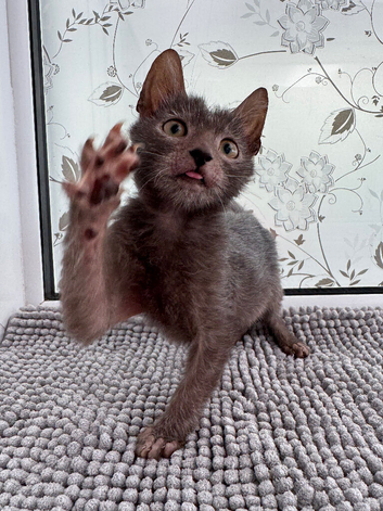 Pedigree Lykoi Kittens