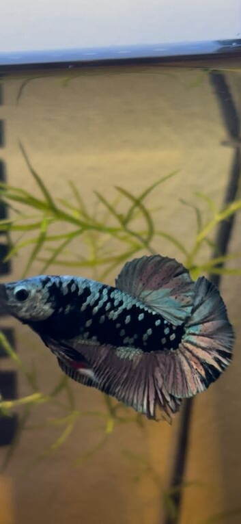 Premium bettas