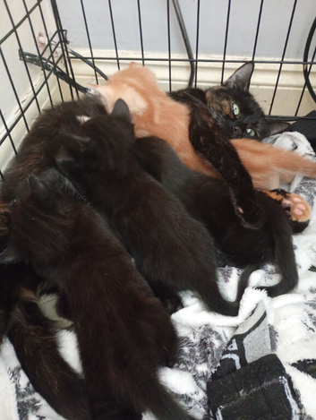 Kittens for sale