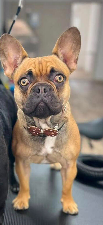 French bulldog rehome