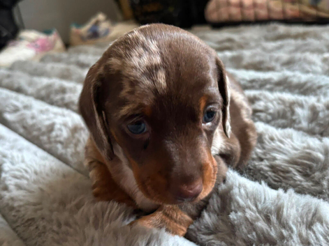 Miniature dachshund