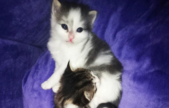 Very fluffy 2 female kittens