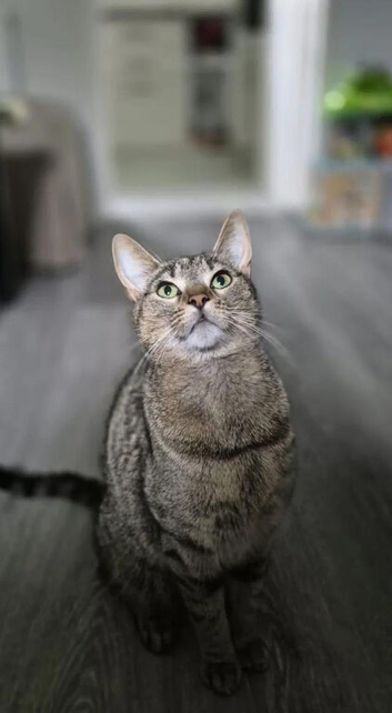 Grey tabby & white kittens available