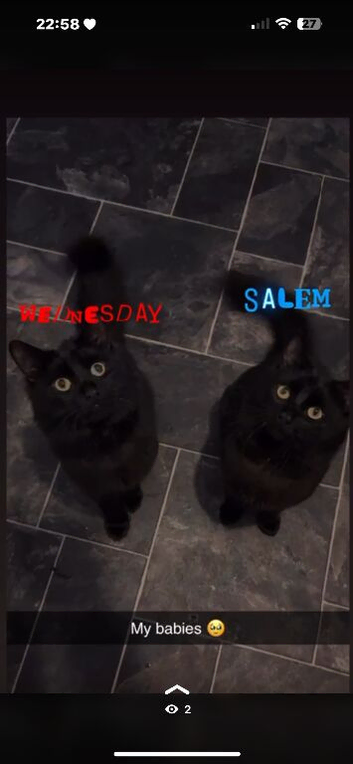 Wednesday the black cat