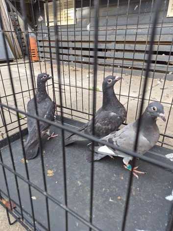Raceing pidgeons