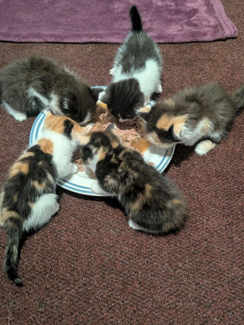 Kittens ready for forever homes