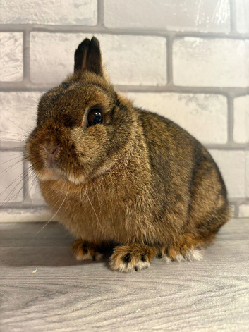 Netherland Dwarf girl