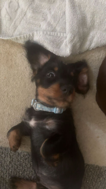6 month old dachsund