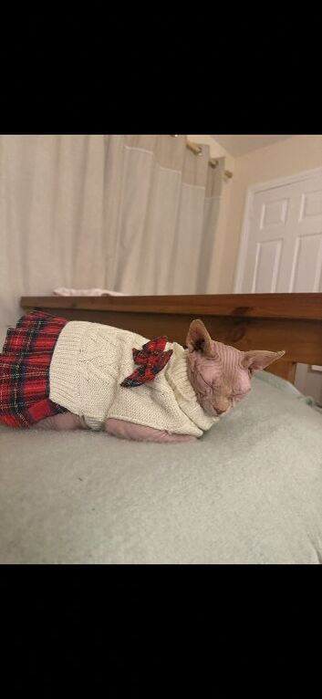 Beautiful female Sphynx cat