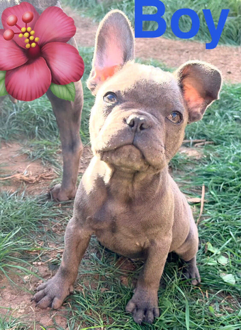 Blue French Bulldog puppies 12 weeks old