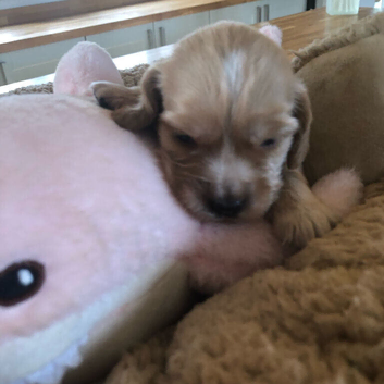 Cocker spaniel beautiful puppies