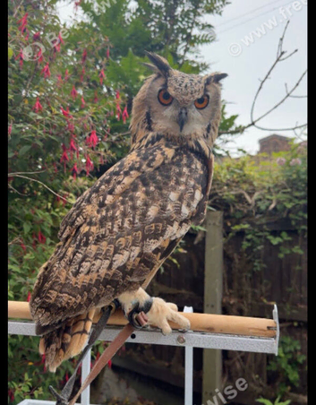 Beagle Owl