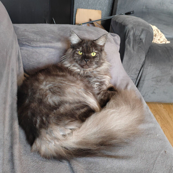 Full maine coon kitten