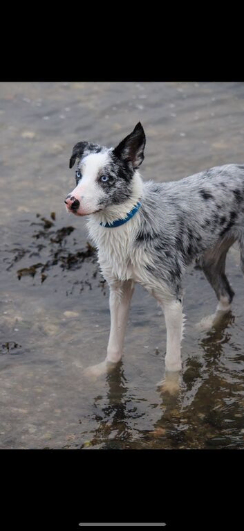 Border collie puppie
