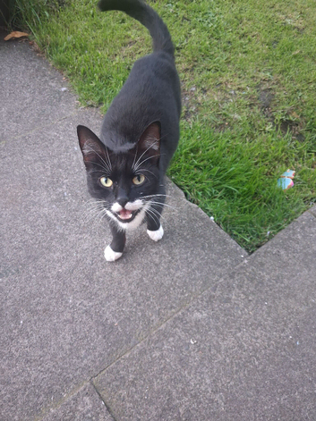 Black and white kitten boy for sale