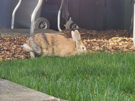 2 Mixed Breed Rabbits + Hutch and Small Run -
