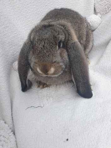 Giant French lop