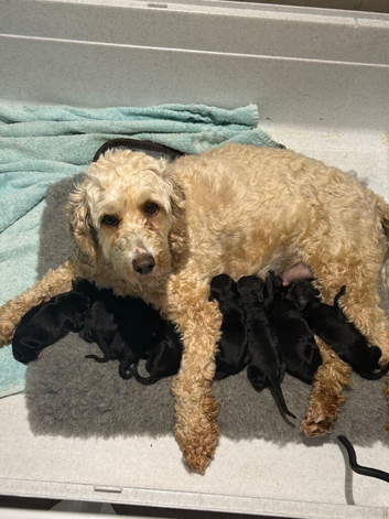 Beautiful F2 Cockapoo Puppies