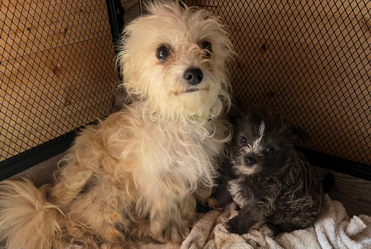 Pom x shitzu