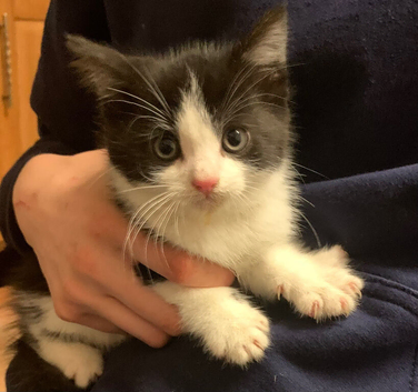 Kittens 4 available