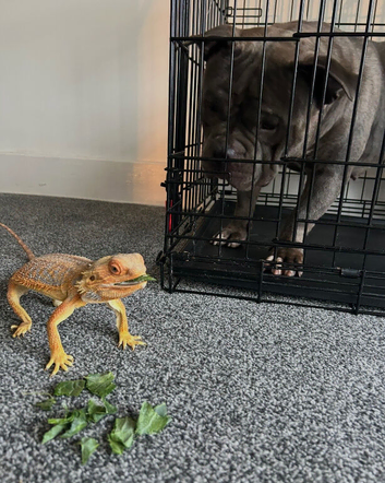 Bearded dragon for sale