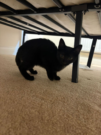 2 female kittens