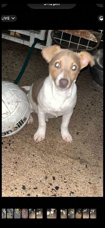 Beautiful miniature jack Russell pup for sale