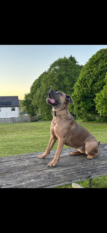 Cane corso