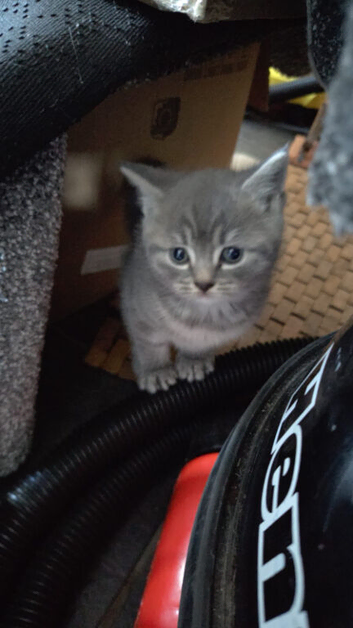 Two Adorable Kittens Looking for Loving Homes!