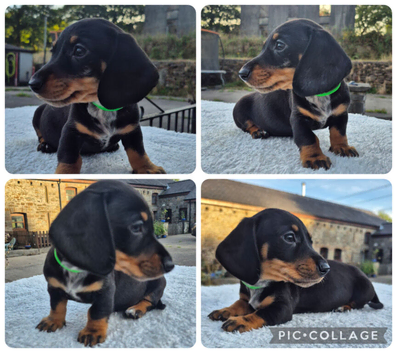 **READY * LAST BOY ** PRA CLEAR MINIATURE DACHSHUND