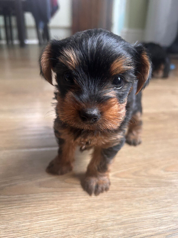 Yorkshire terrier puppy girls