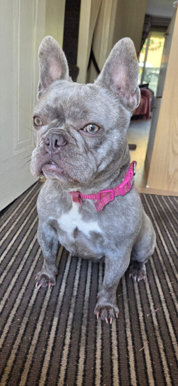 Beautiful frenchy girl