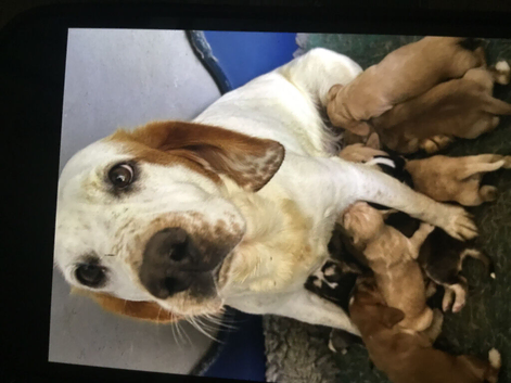 Adorable well socialised Chunky , Strong Cockador pups