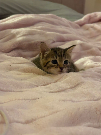 Kittens