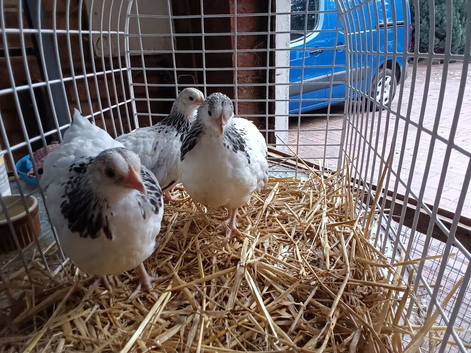 Three lovely female light Sussex bantam 3 months  old