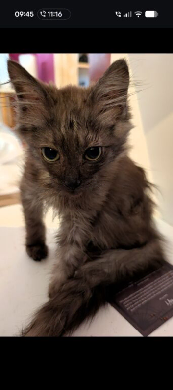 Three gorgeous kittens ragdoll cross Norwegian forest cat