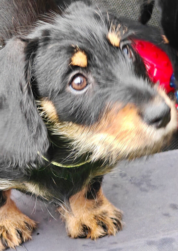 Mini Daschund x Miniature Schnauzer puppies