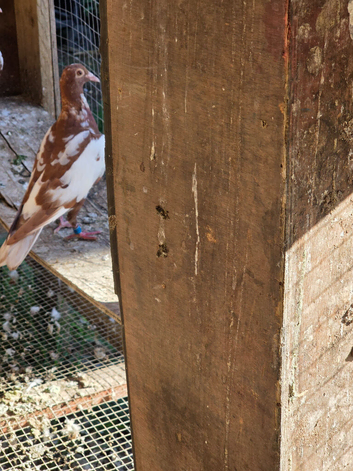 Meulemans