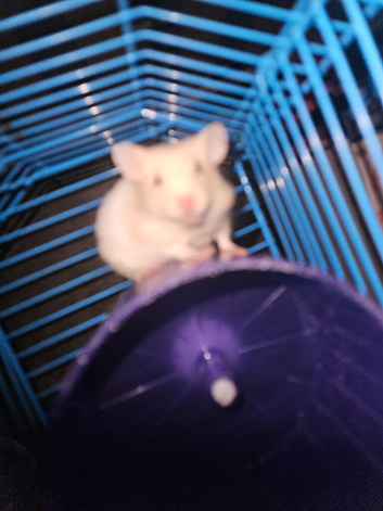 Tamed hamsters