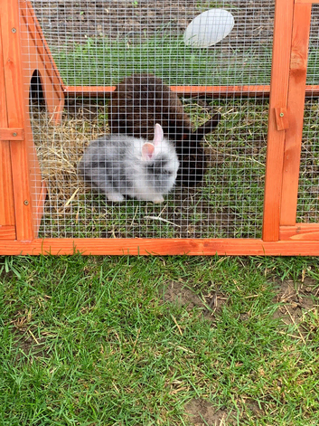 Rabbits